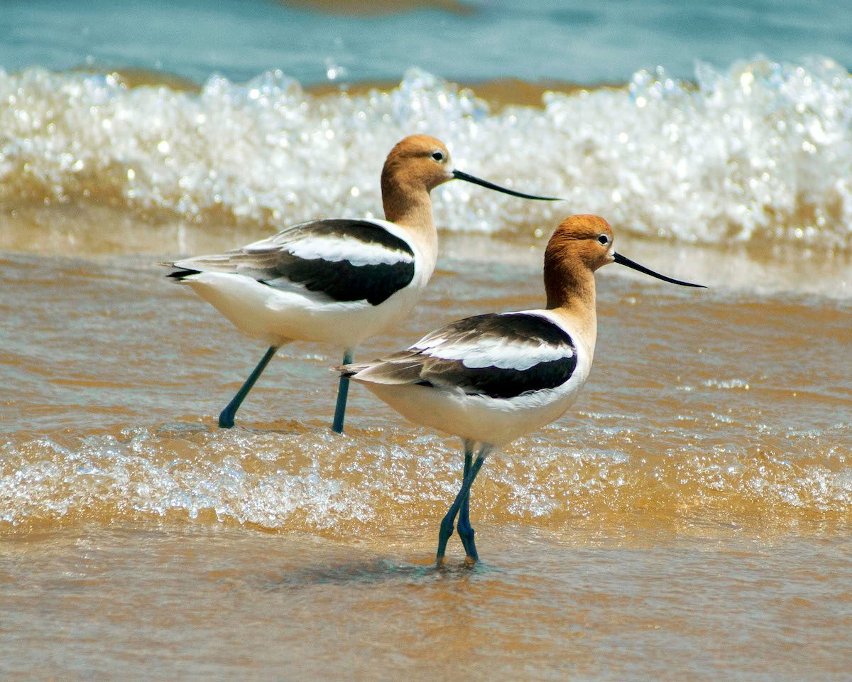 Quiz: How Many Shorebirds Can You Identify?