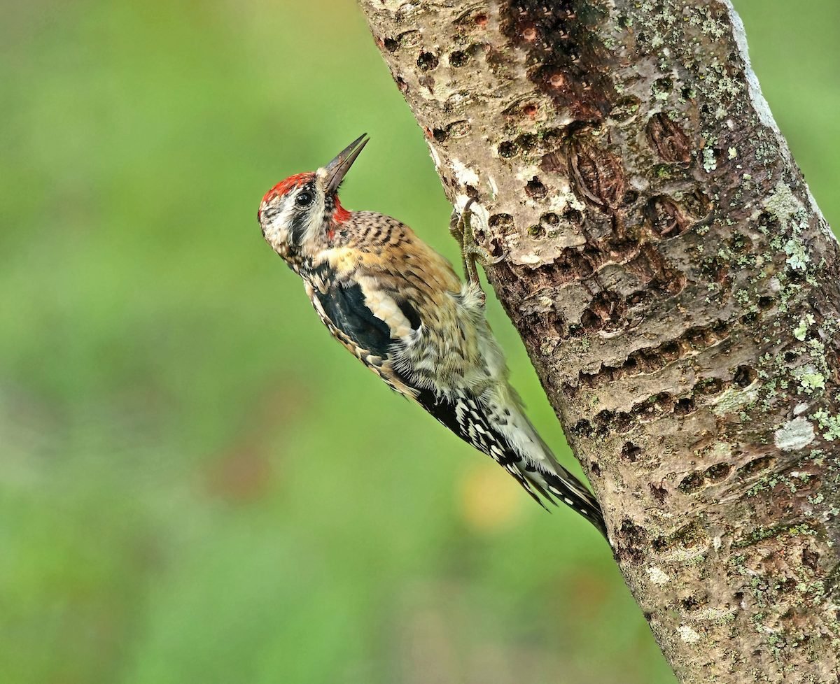 Where Do Woodpeckers Migrate in Winter?