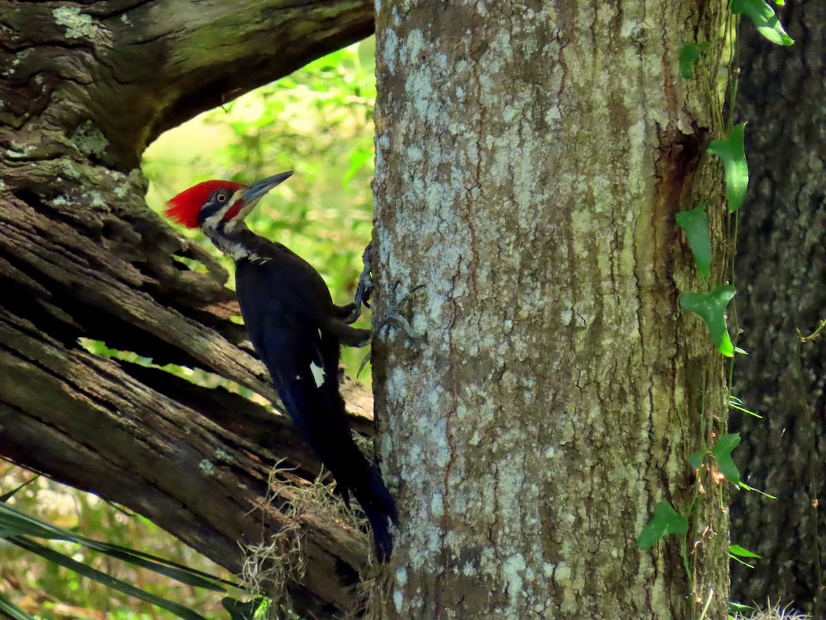 Do Woodpeckers Kill or Damage Trees?