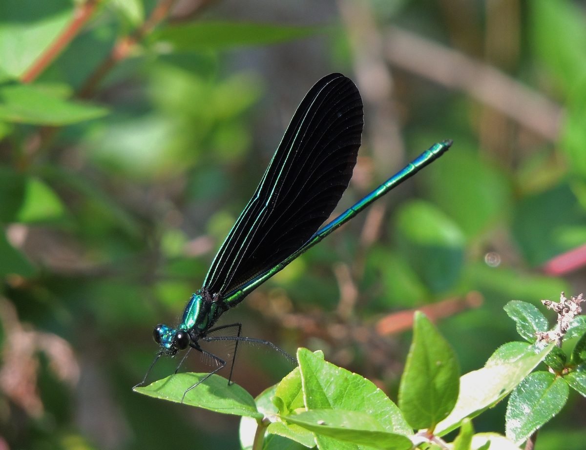 Don't Overlook a Dazzling Damselfly