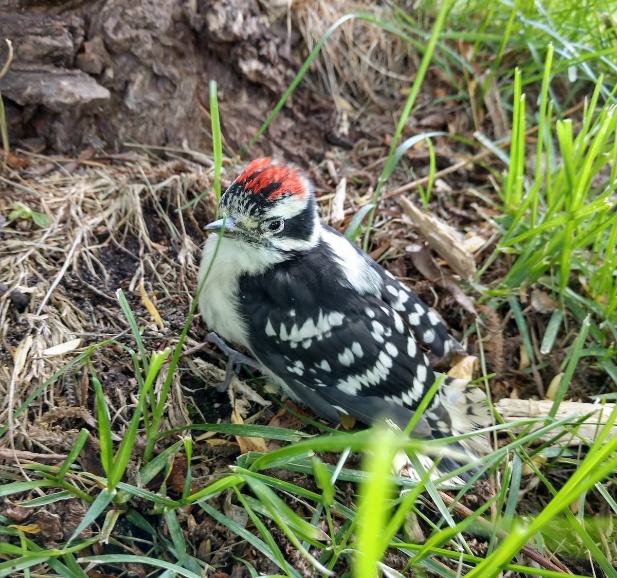 What Does a Baby Woodpecker Look Like?
