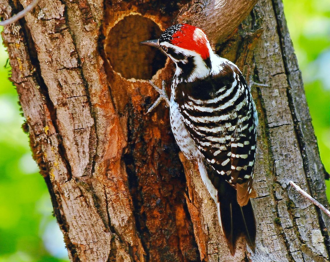 Look for the Nuttall's Woodpecker in California