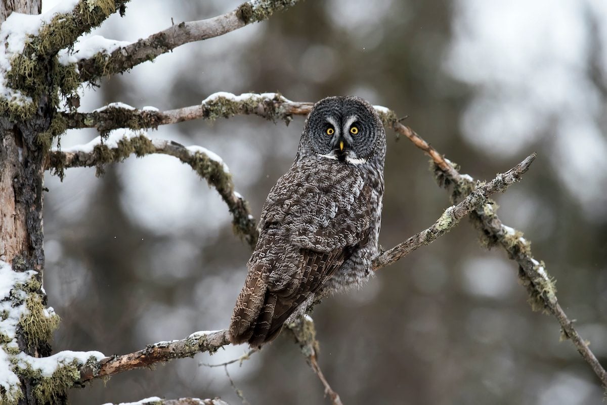Go Up North to See a Great Gray Owl