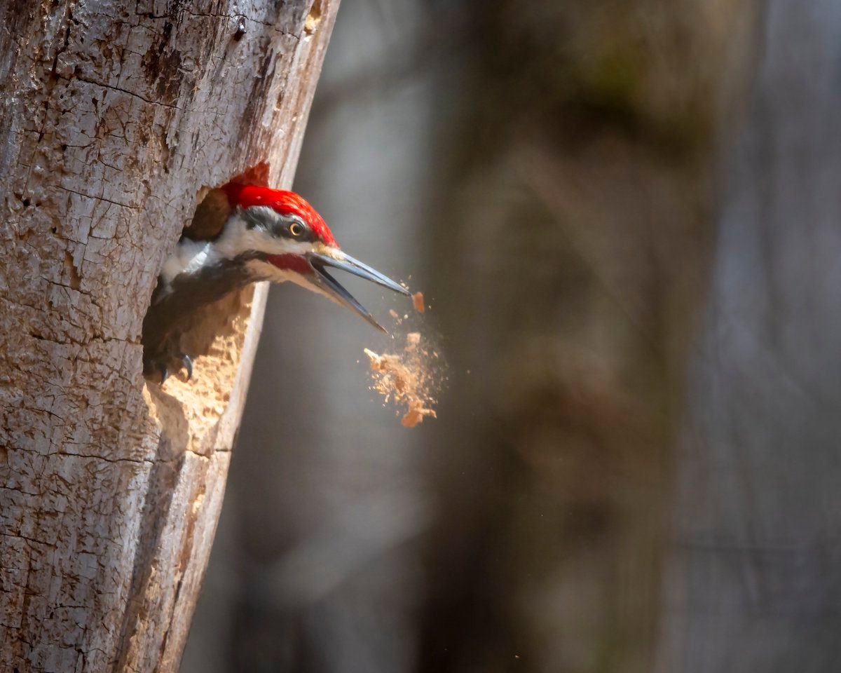 All About Woodpecker Nests and Eggs
