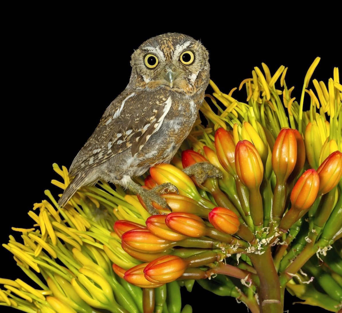 The Elf Owl Is the Smallest Owl in the World