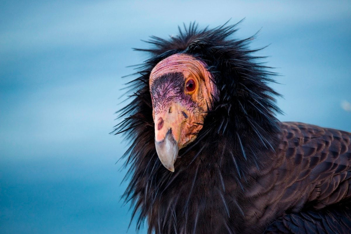 10 Fascinating California Condor Facts You Should Know