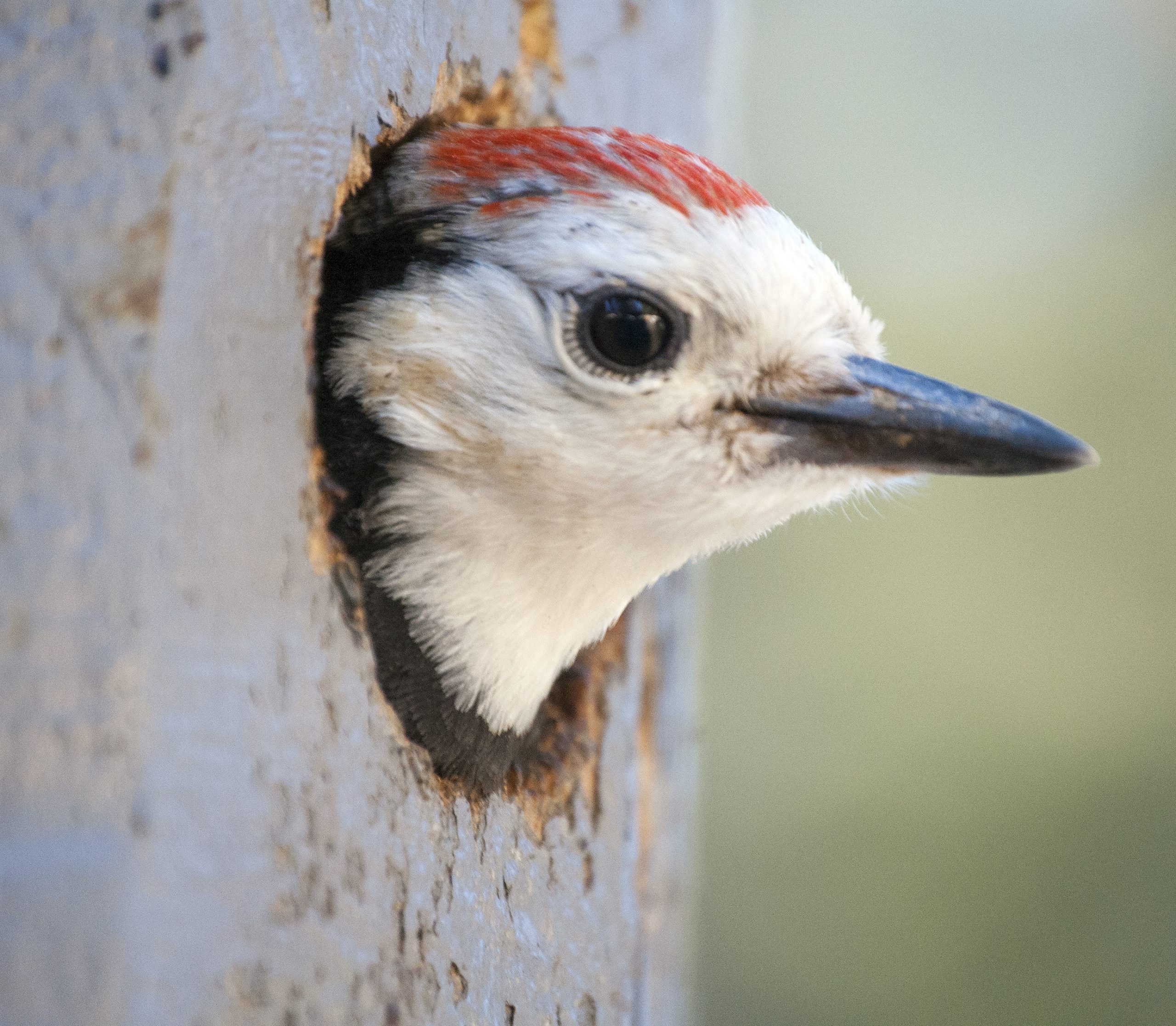 white-headed woodpecker chick