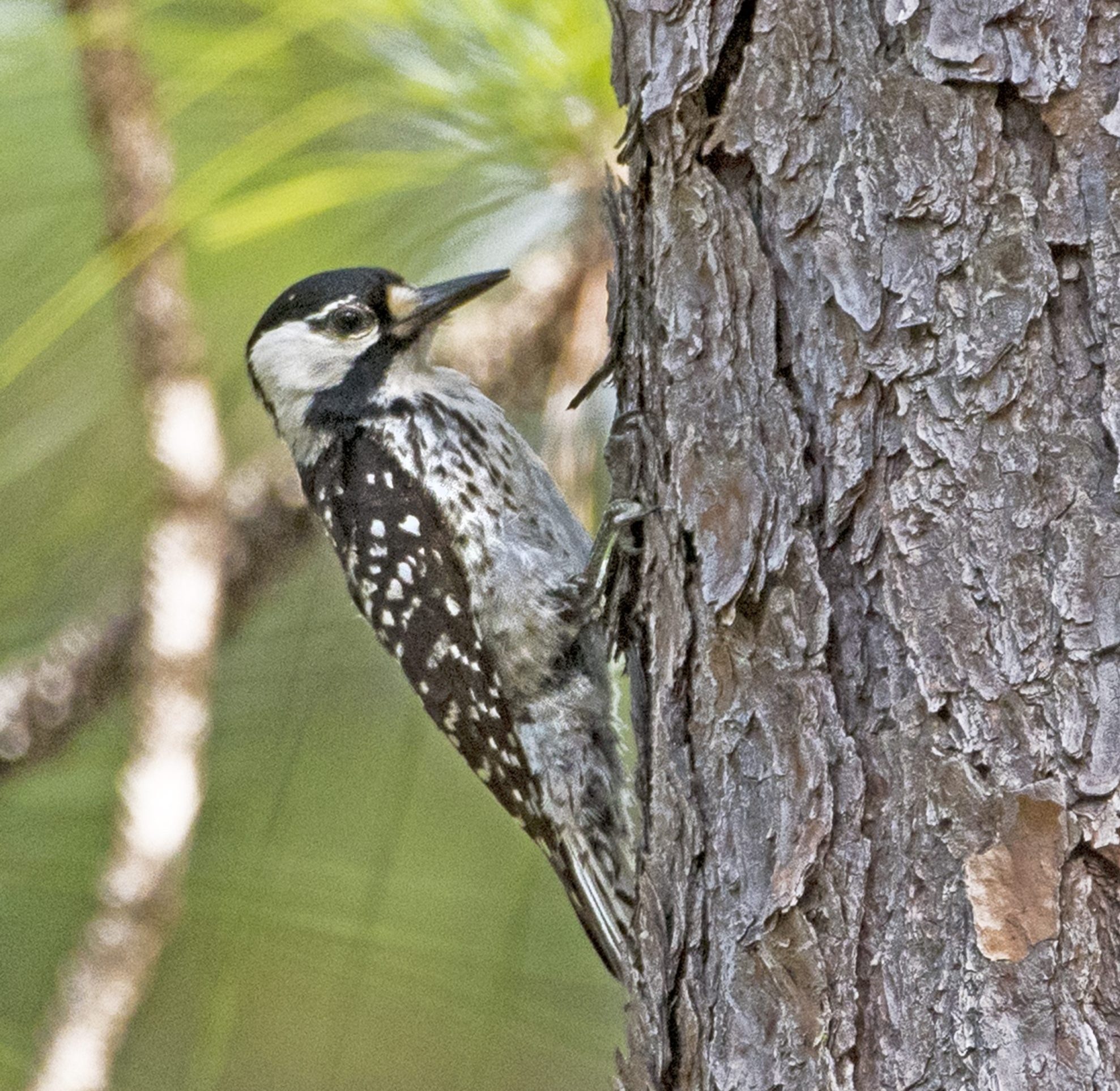 How to Identify a Rare Red-Cockaded Woodpecker