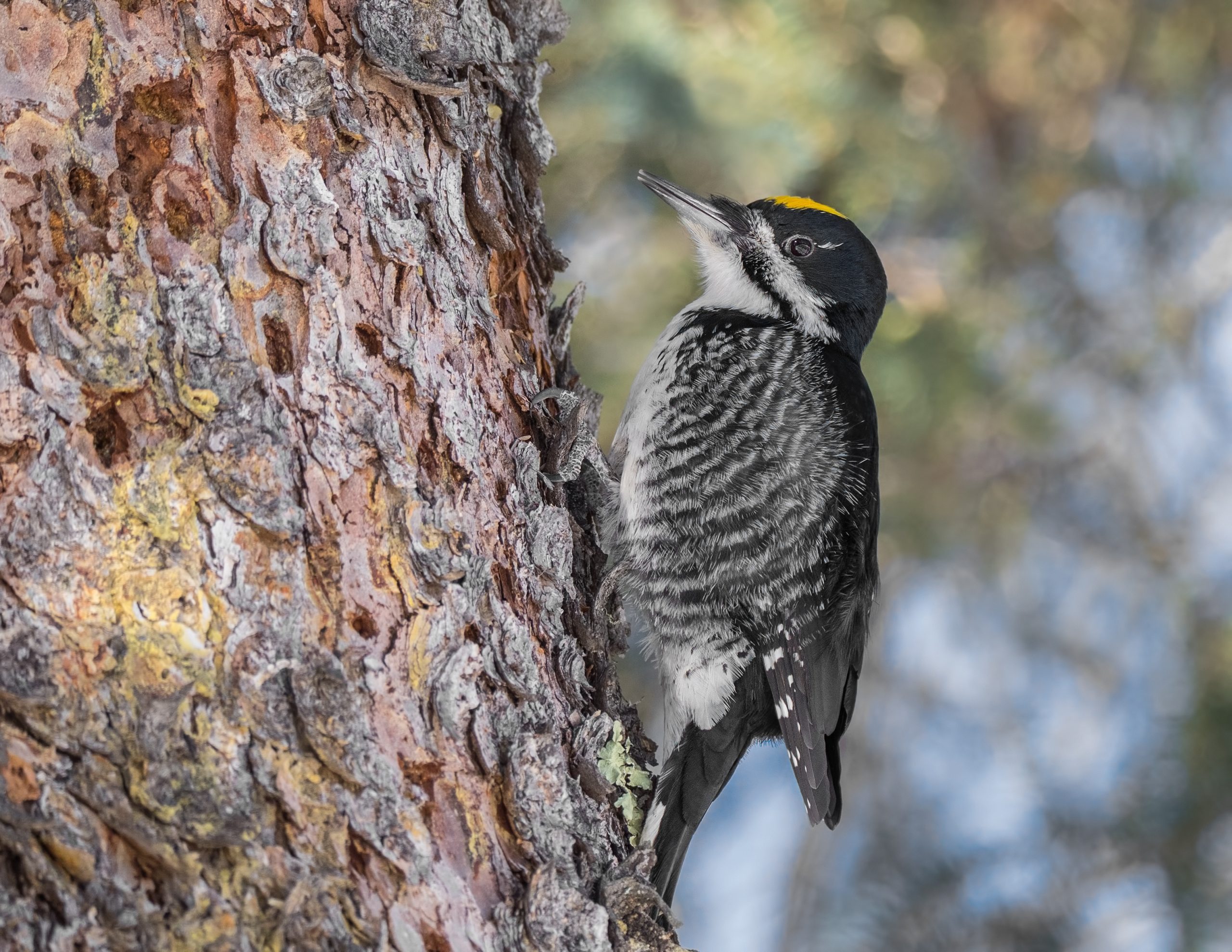 How to Identify a Black-Backed Woodpecker