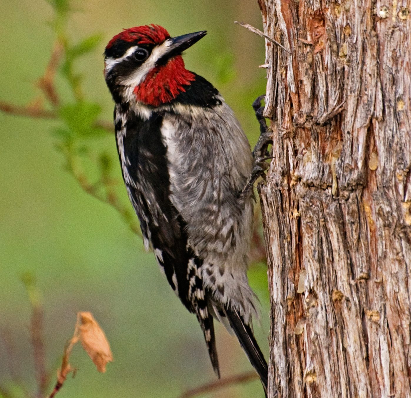 Look for a Red-Naped Sapsucker in the Rocky Mountains
