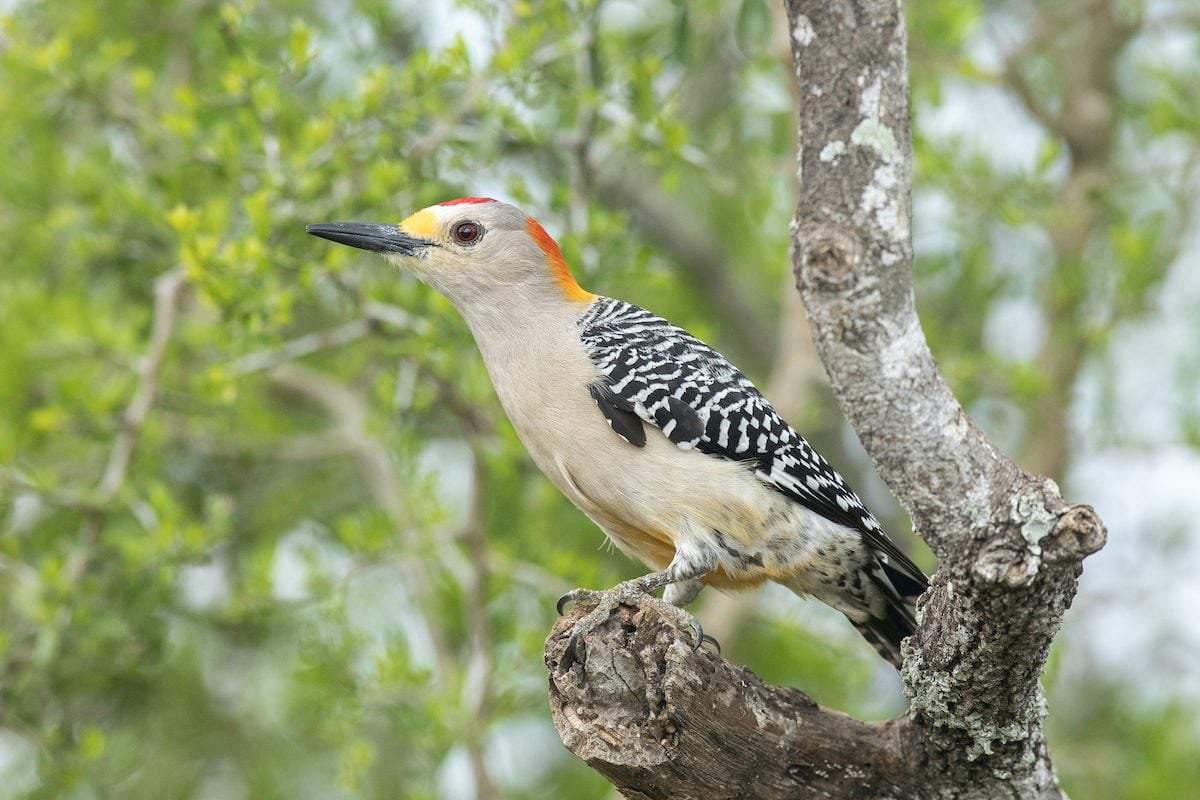 Meet the Gorgeous Golden-Fronted Woodpecker