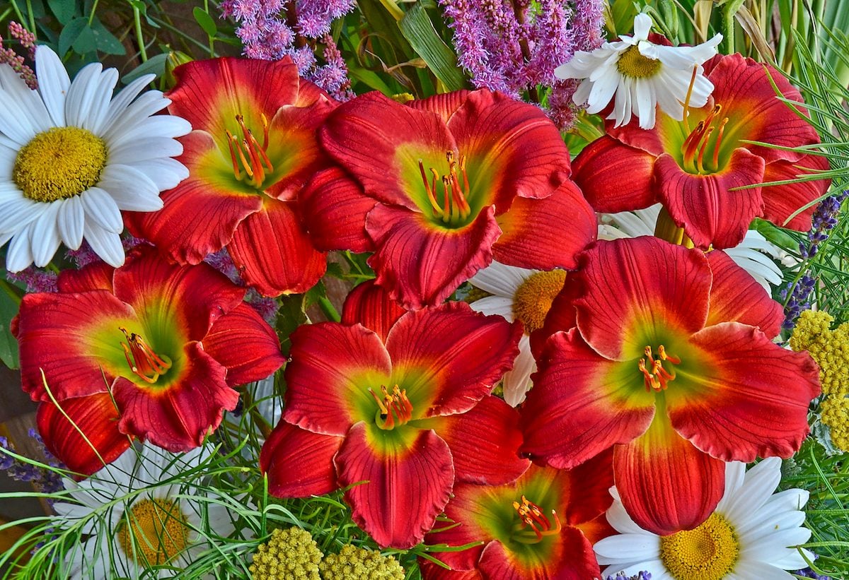 Top 10 Daylily Delights for Butterflies and Hummingbirds