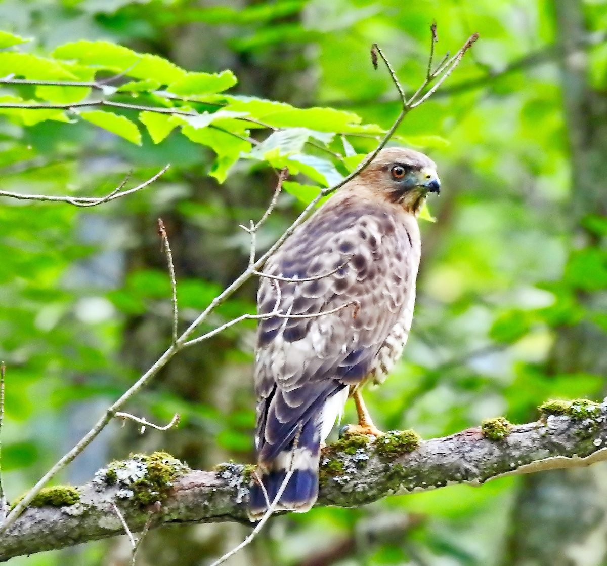 How to Identify a Broad-Winged Hawk