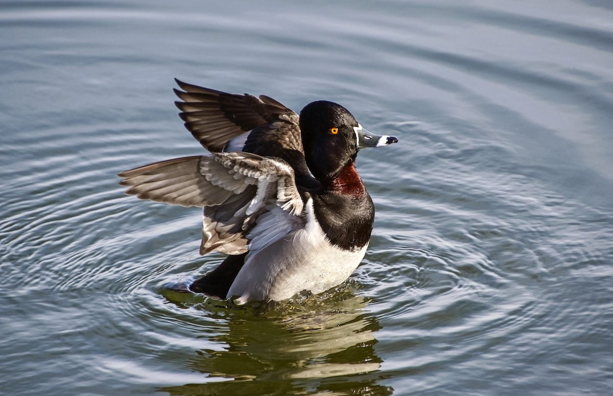 12 Amazing Duck Pictures You Need to See