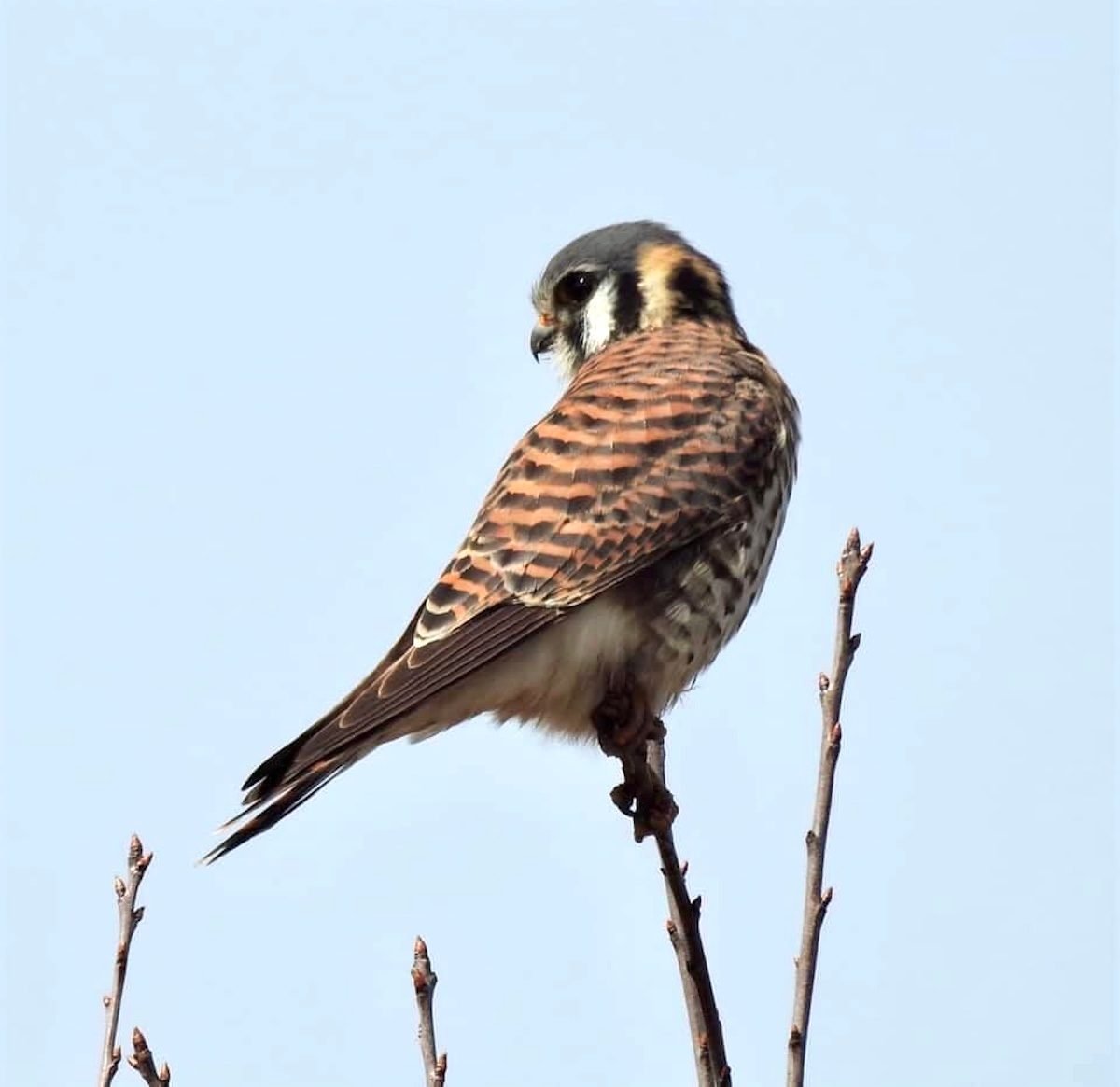 The American Kestrel Is the Smallest Falcon