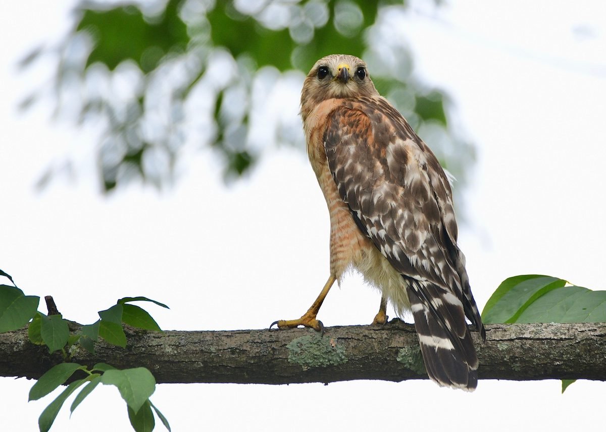 How to Identify a Red-Shouldered Hawk