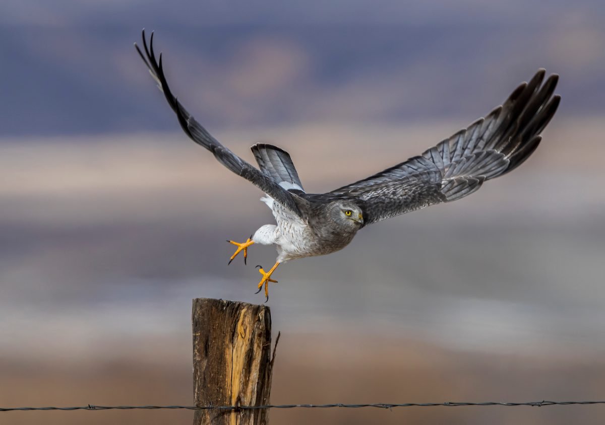 How to Identify a Northern Harrier