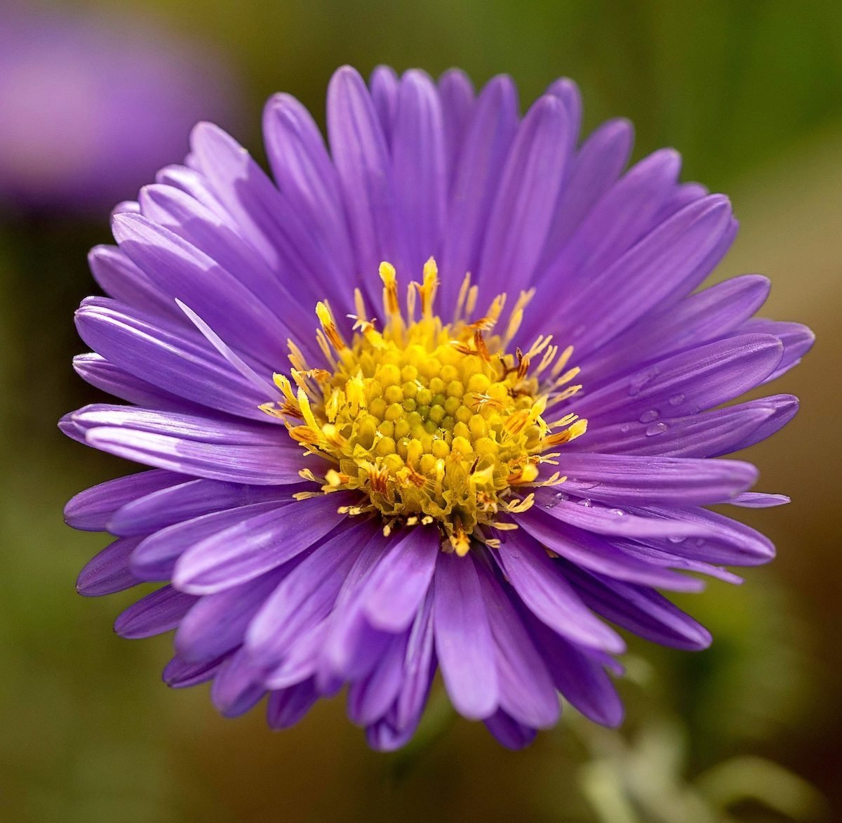 Late-Season Stars: Your Complete Aster Flower Guide