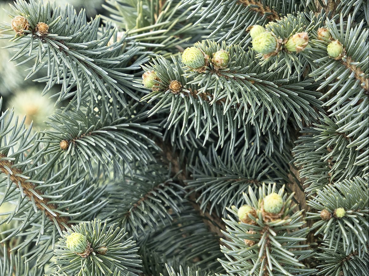Grow a Dwarf Colorado Blue Spruce for Evergreen Beauty