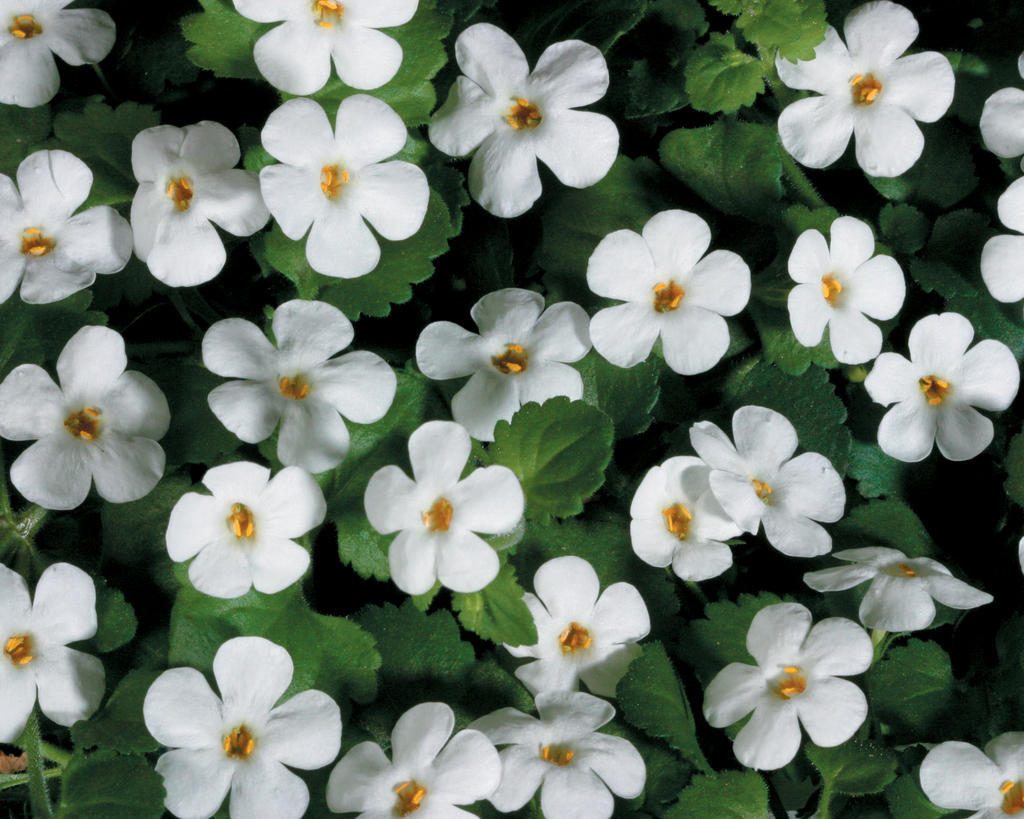 Best Container Plants: Bacopa Flower