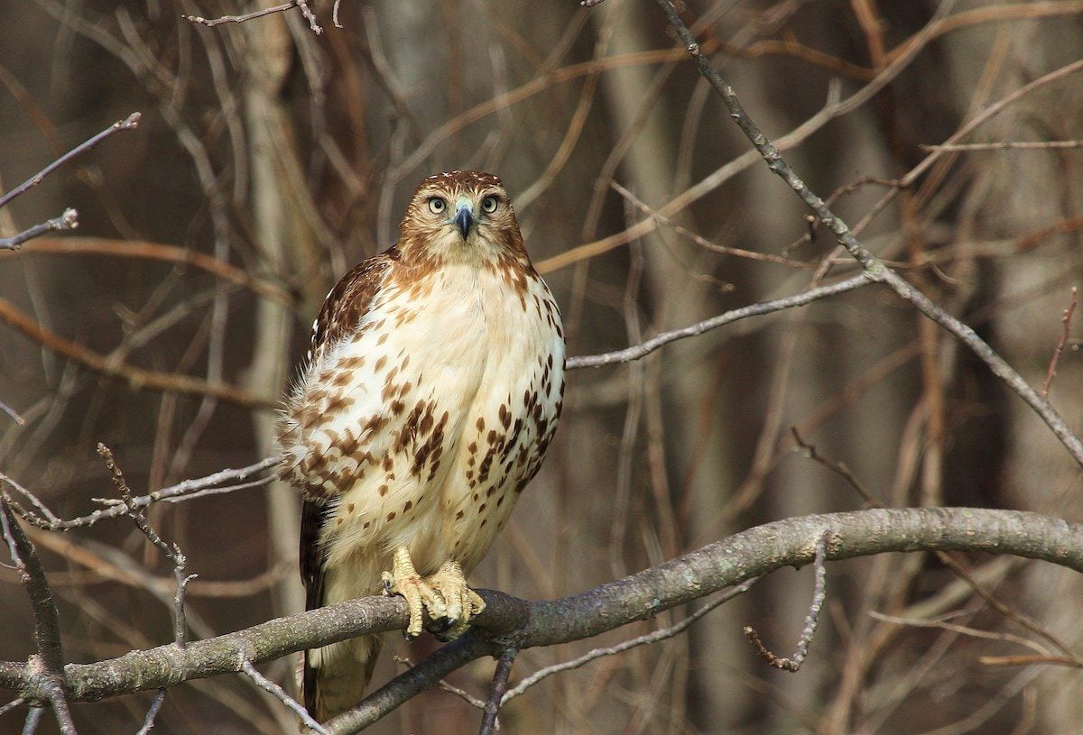 Do Hawk Sightings Have Special Meaning?
