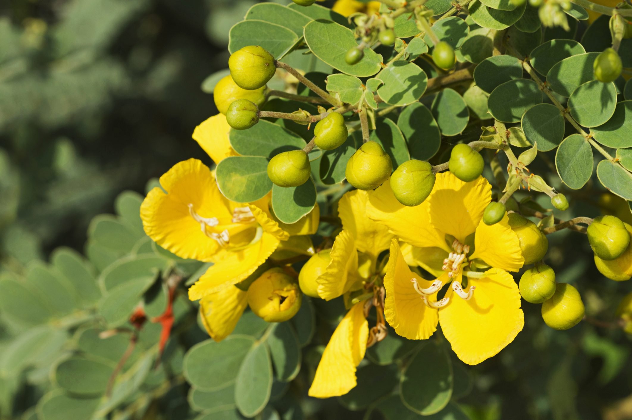 How to Grow and Care for a Winter Cassia Bush