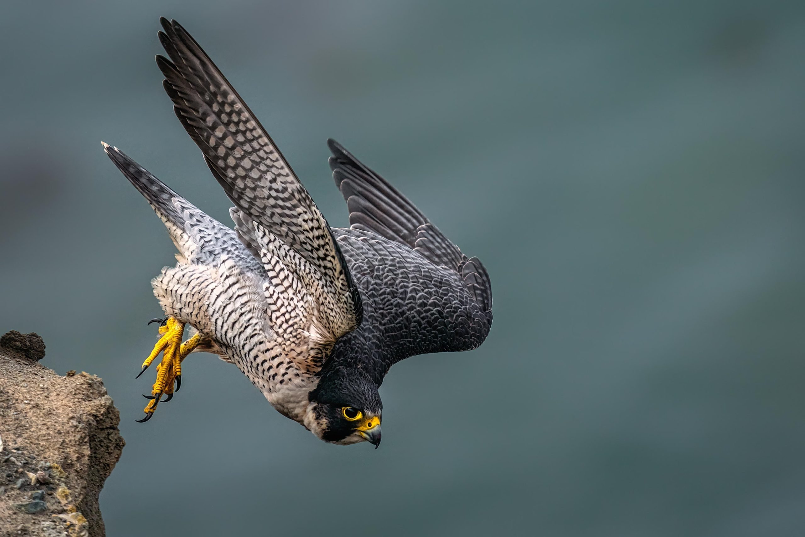 The Peregrine Falcon Is the World's Fastest Animal