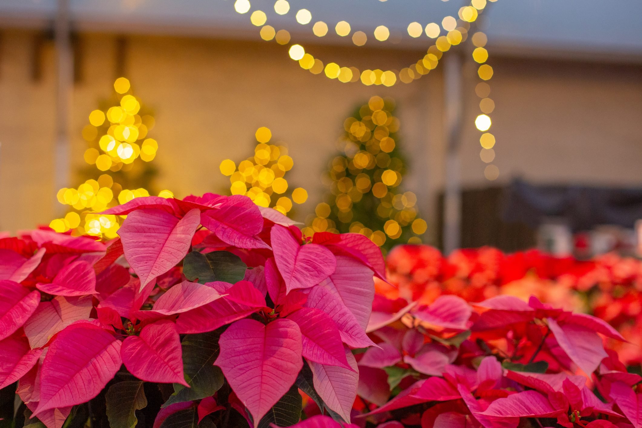 6 Fascinating Facts About Poinsettias