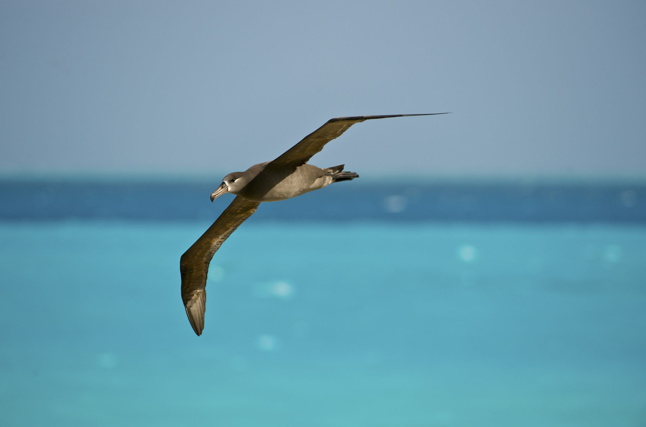 Meet the Seabirds That Soar Over the Waves