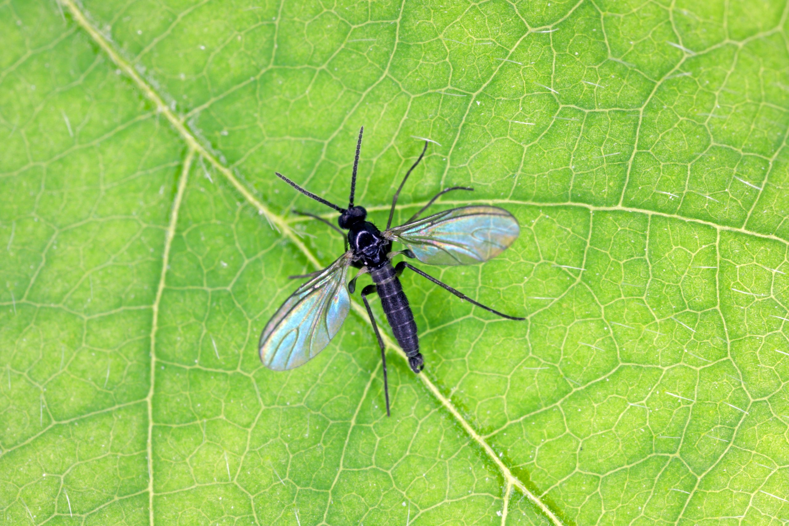 How to Get Rid of Fungus Gnats on Houseplants