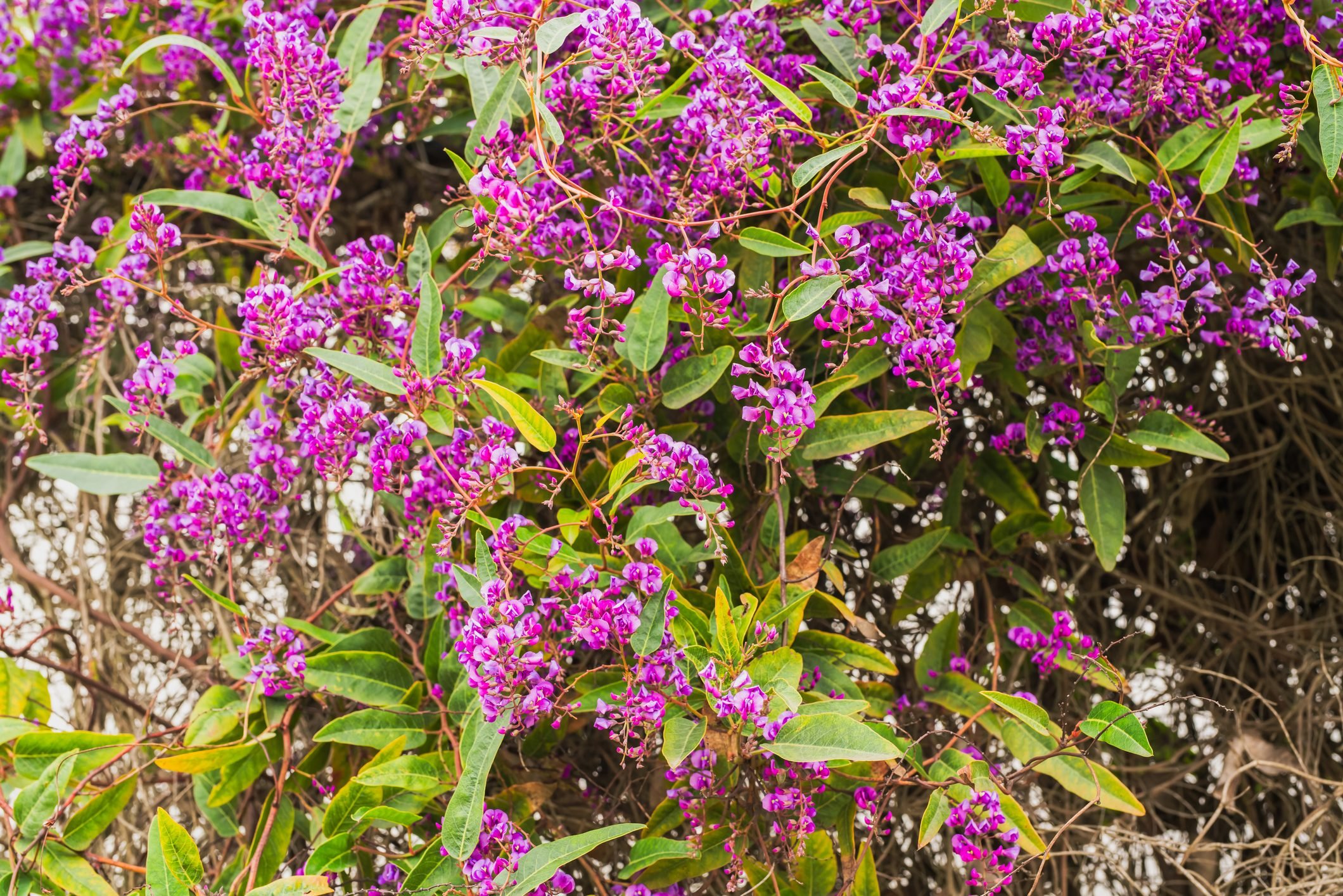 An evergreen plant with beautiful purple-magenta flowers in bloom in the city park. Hardenbergia violacea, Happy Wanderer, blossom