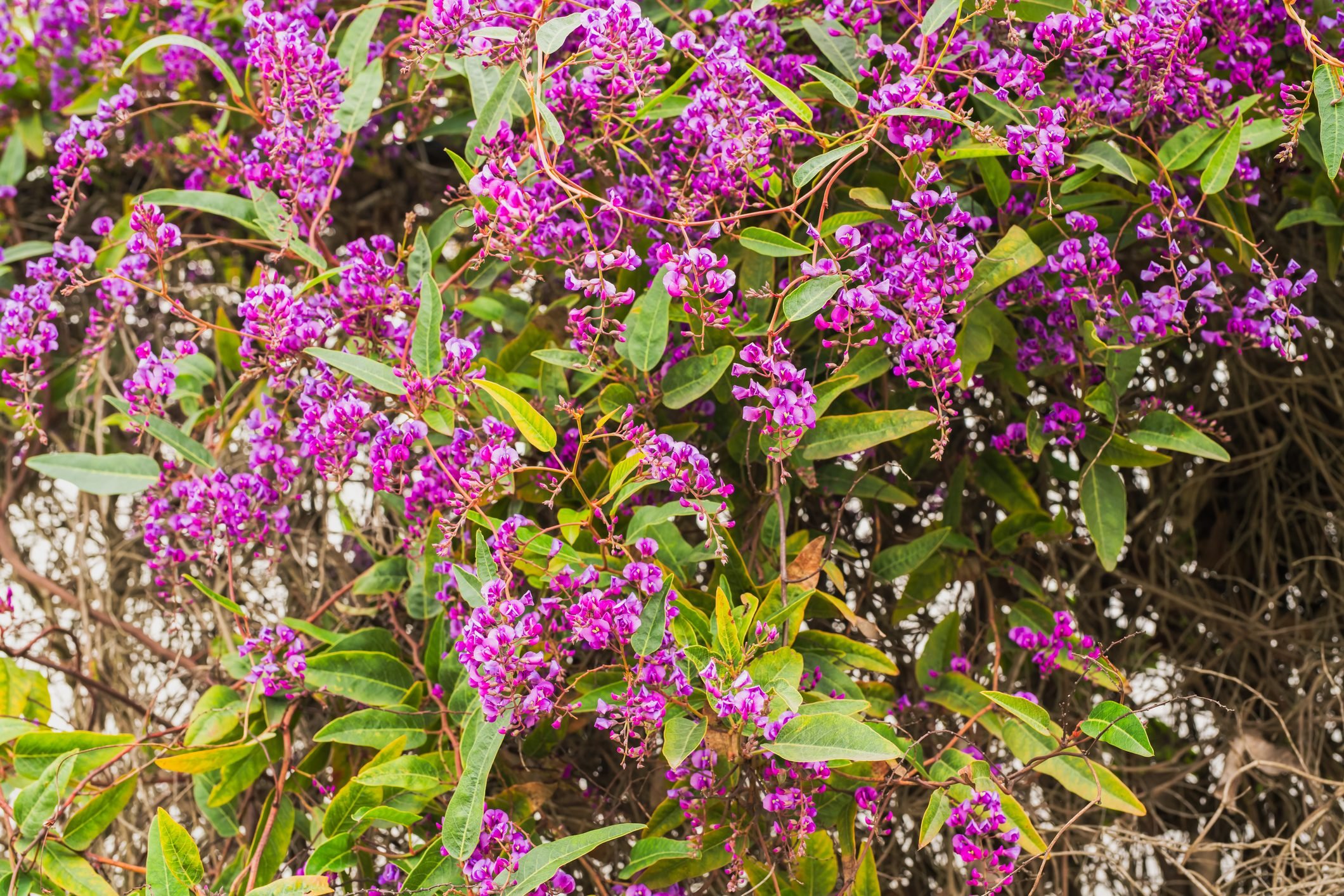 Add Lilac Vine to Backyard Flower Gardens
