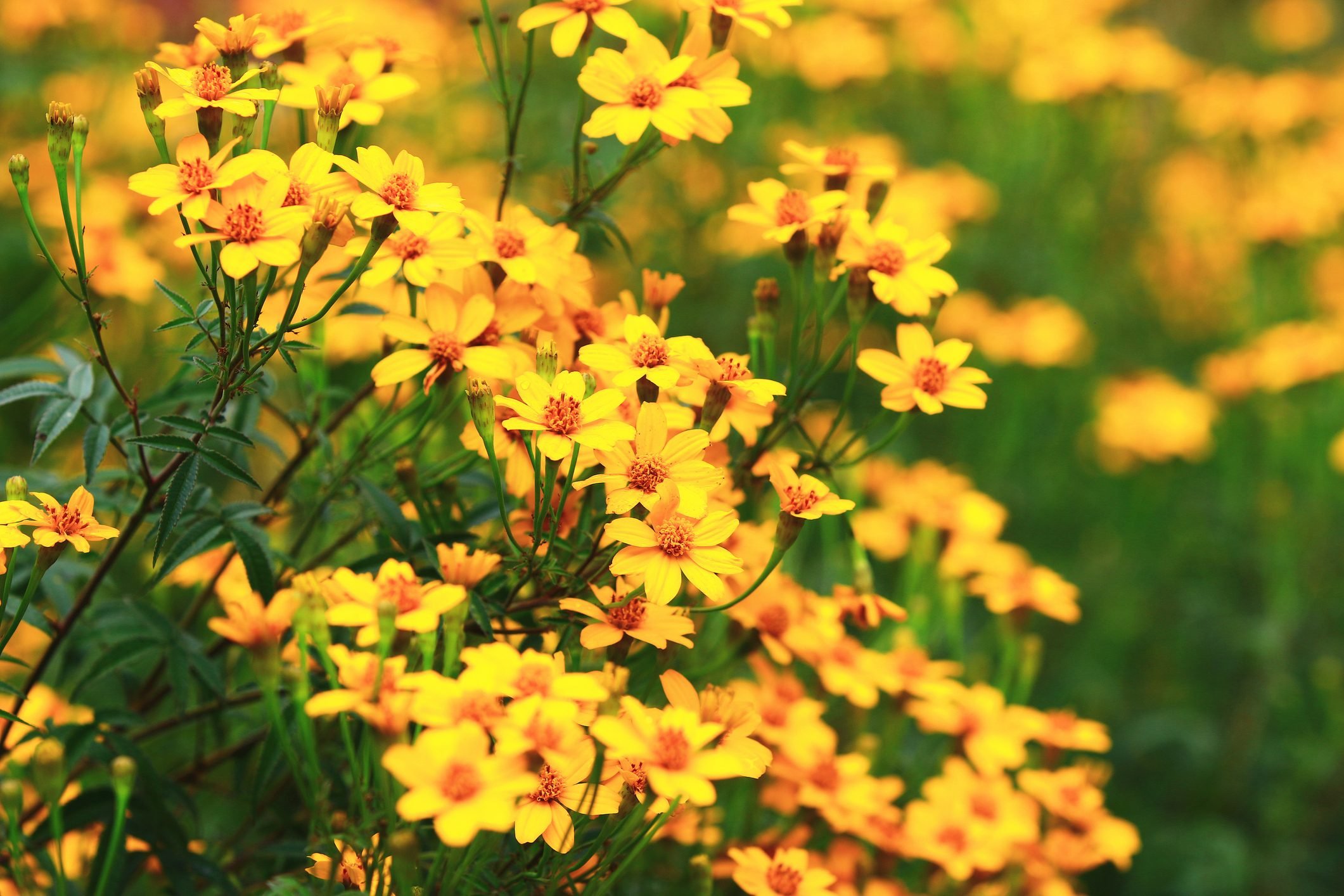 Grow Tagetes Lemmonii for Winter Flower Color