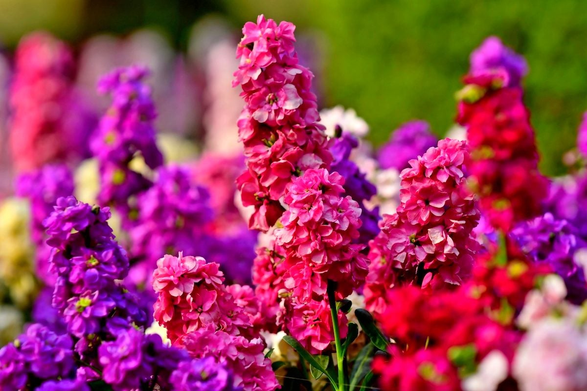 Top 10 Fragrant Flowers for Floral Scent Lovers