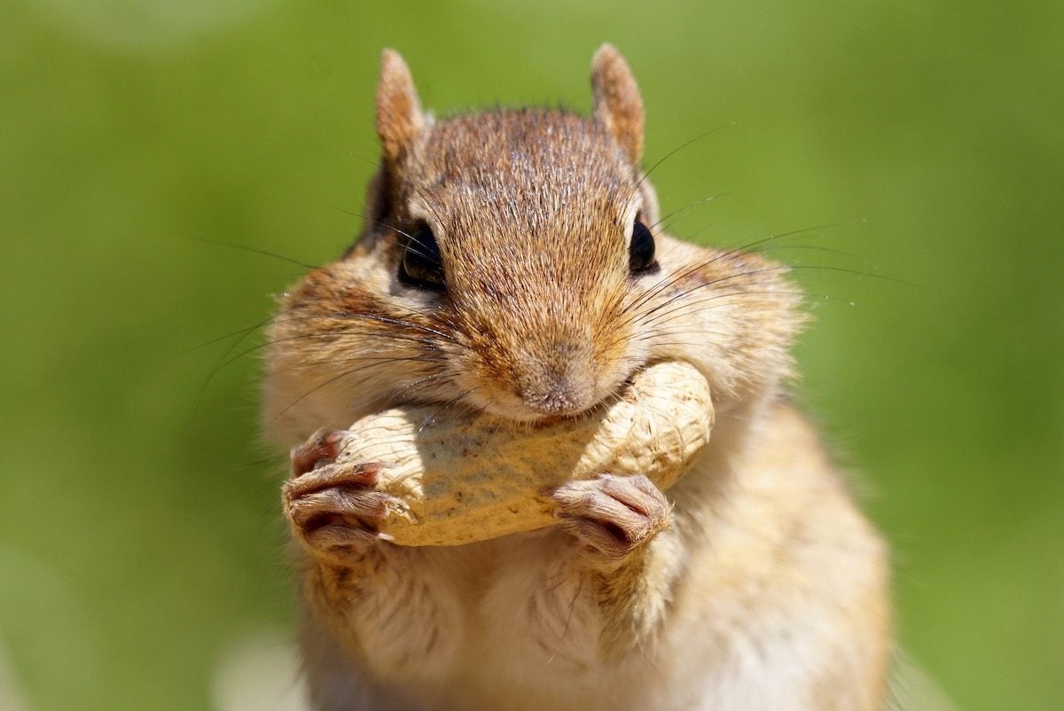 14 Funny Pictures of Chipmunks You Won't Want to Miss