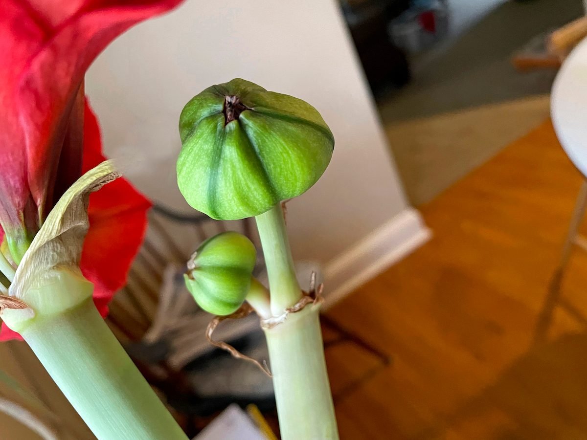 How to Dry, Save and Plant Amaryllis Seeds