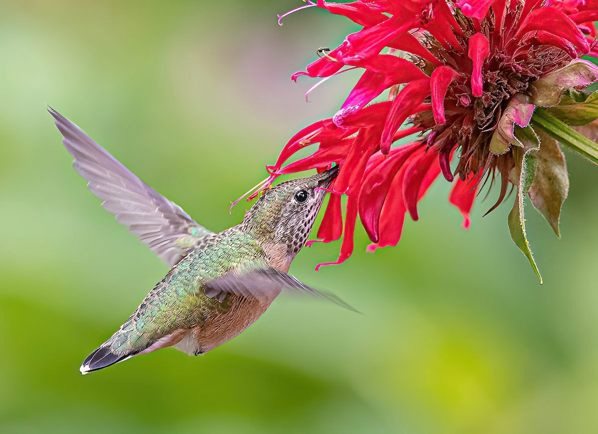 Top 10 Red Hummingbird Flowers to Grow