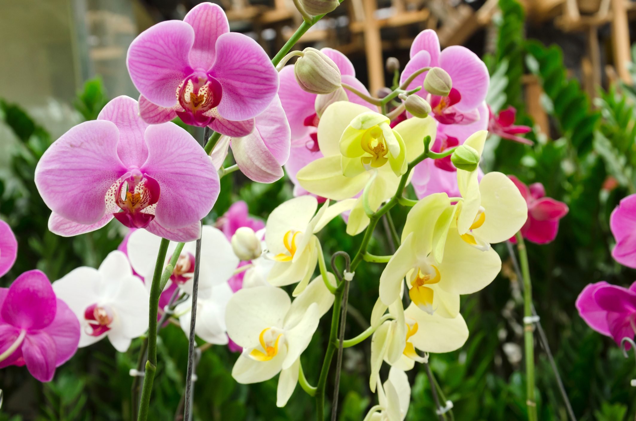 How to Grow and Care for Phalaenopsis Orchids