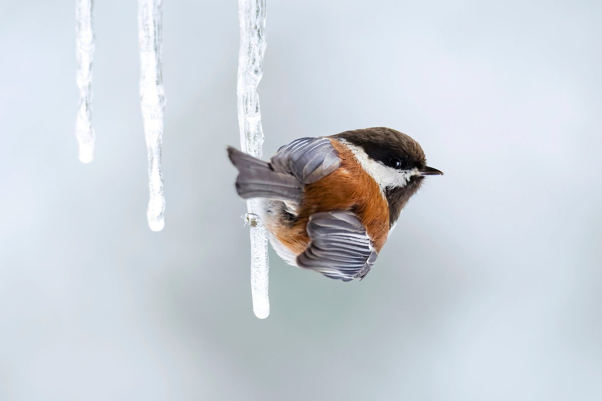 28 Wonderful Wintry Photos of Birds in Snow