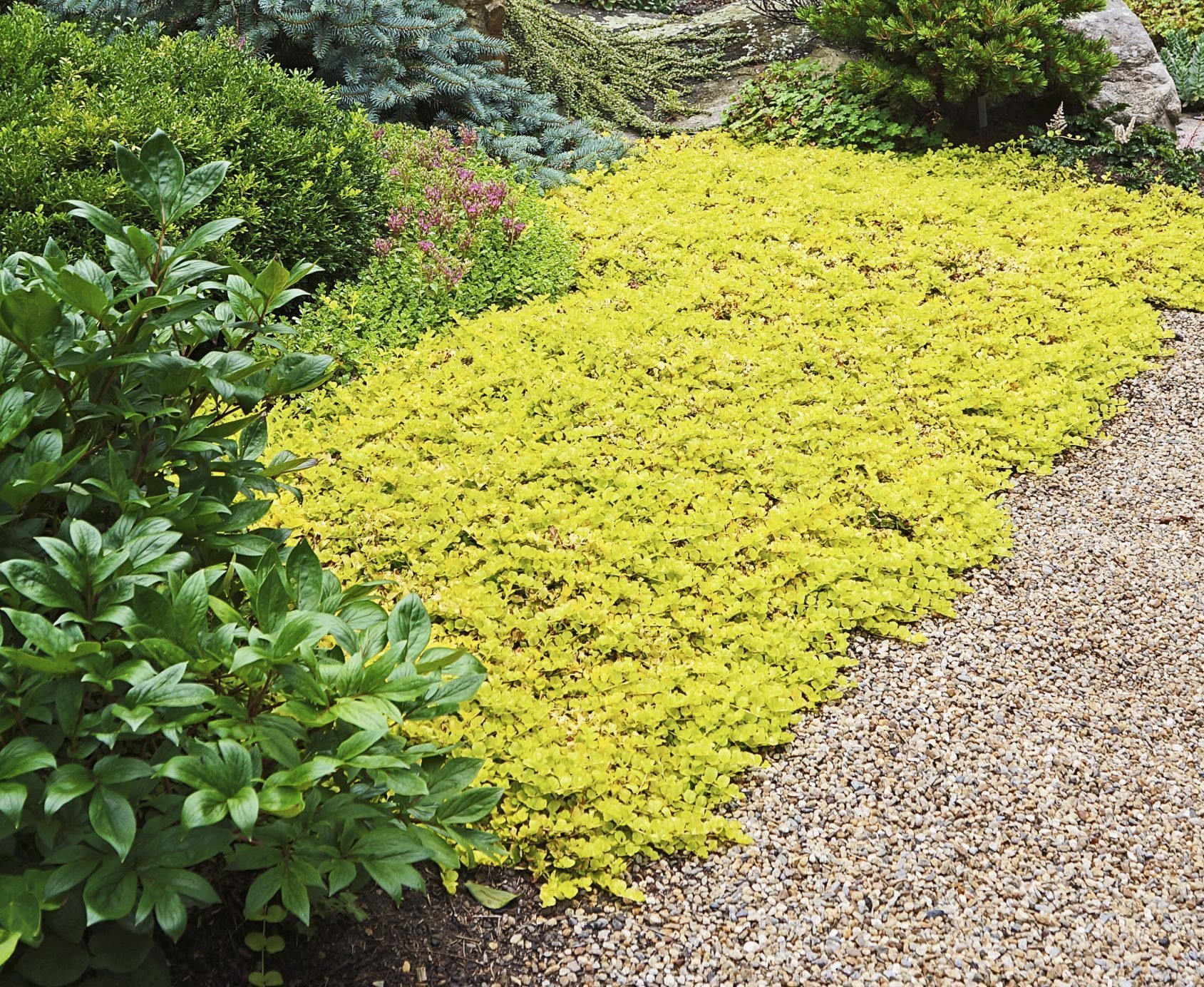 Top 10 Colorful Ground Cover Plants for Your Garden