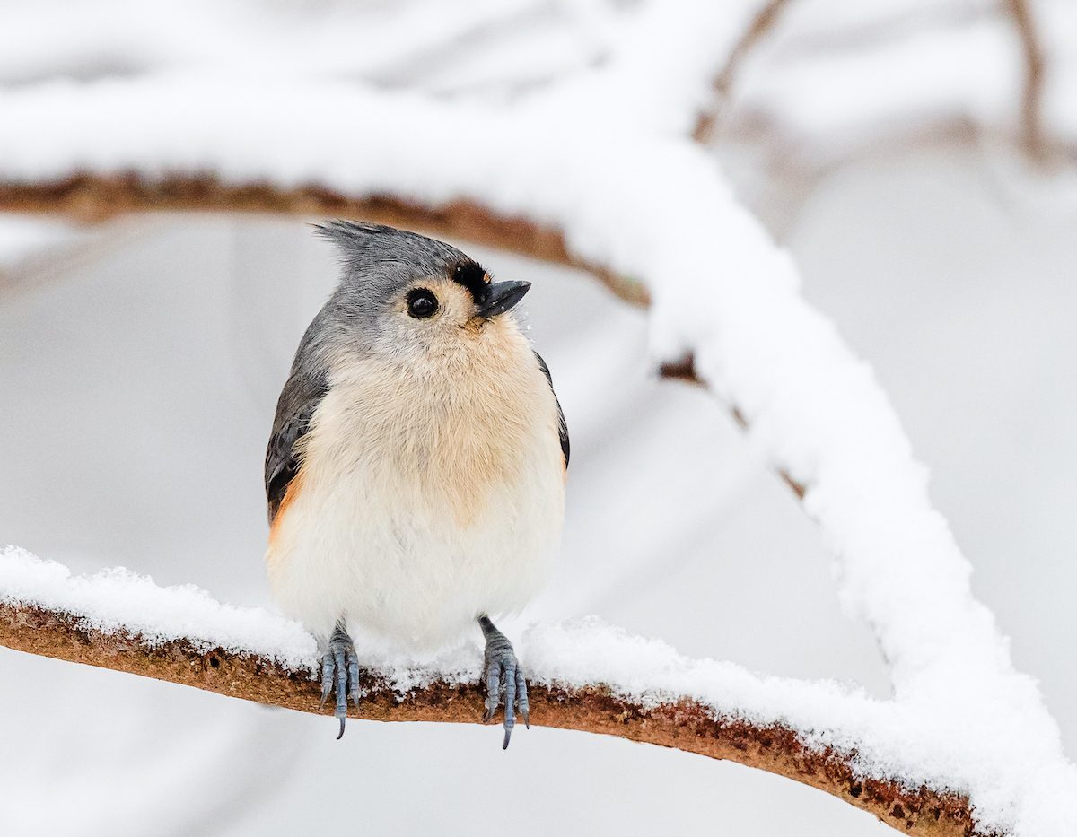 Identify and Attract a Tufted Titmouse