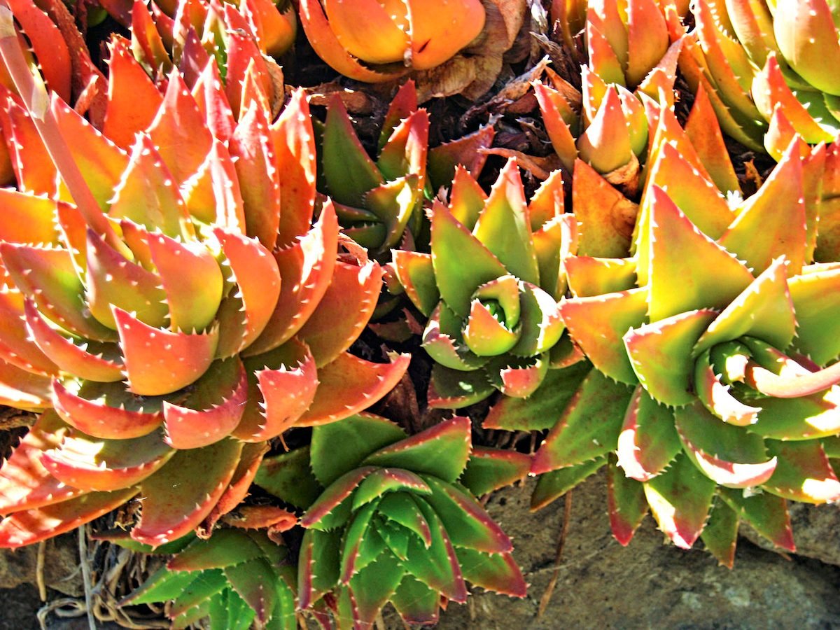 Top 10 Colorful Succulents You Should Grow