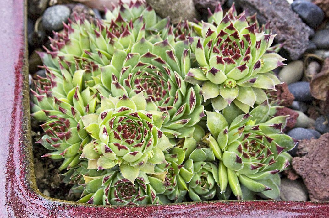 Top 10 Colorful Succulents You Should Grow - Birds and Blooms