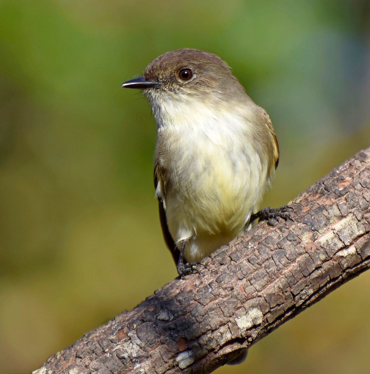 How to Identify an Eastern Phoebe