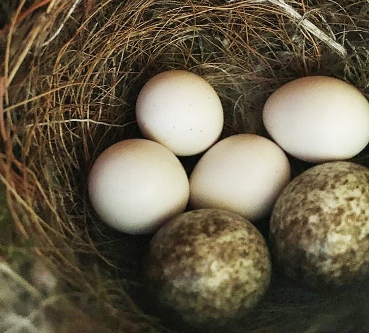 Eastern phoebe nest and eggs