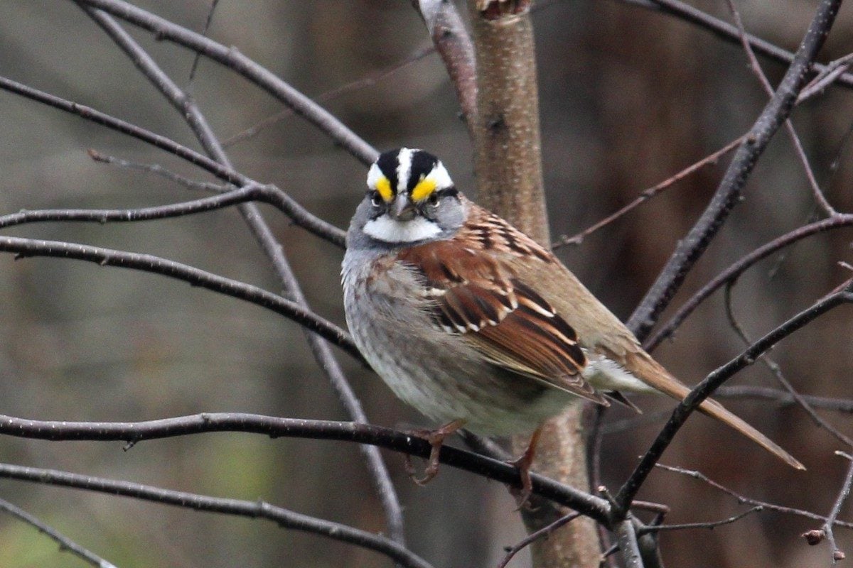 How to Identify a White-Throated Sparrow