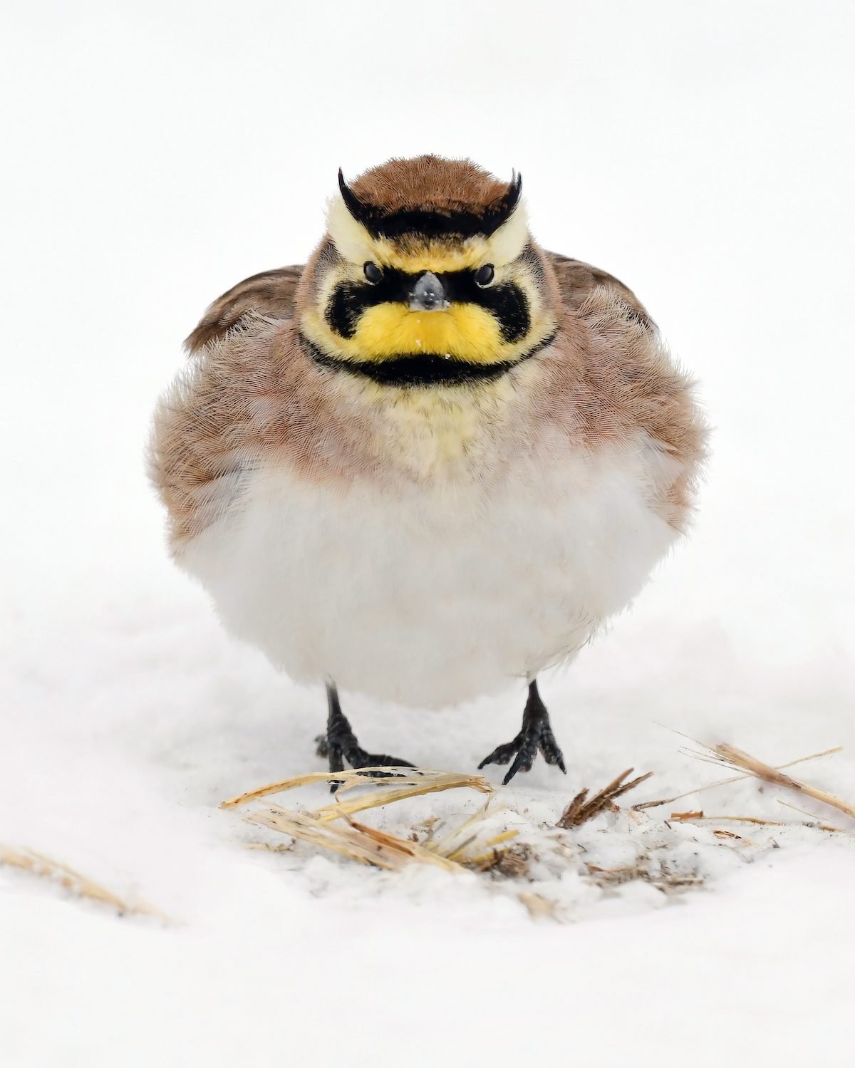 20 Grumpy Bird Pictures to Turn Your Frown Upside-Down