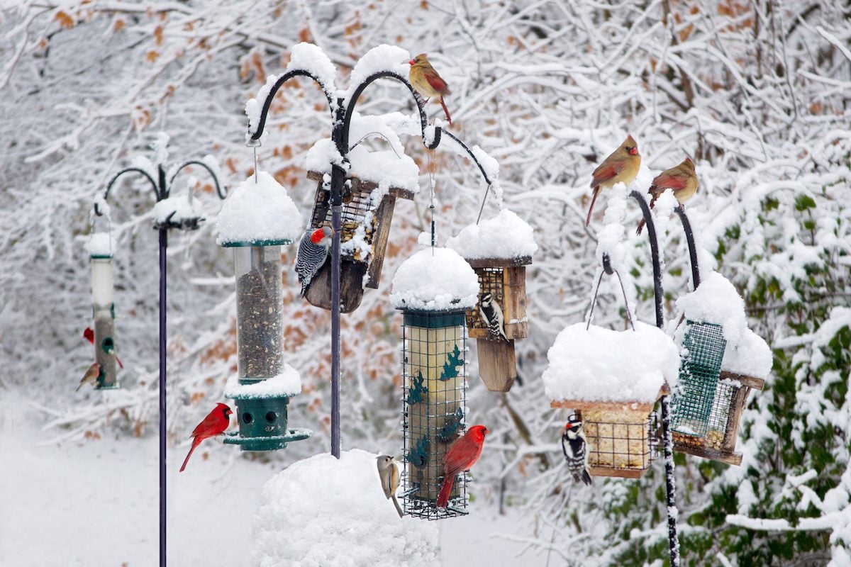 7 Biggest Bird Feeding Myths You Should Stop Believing
