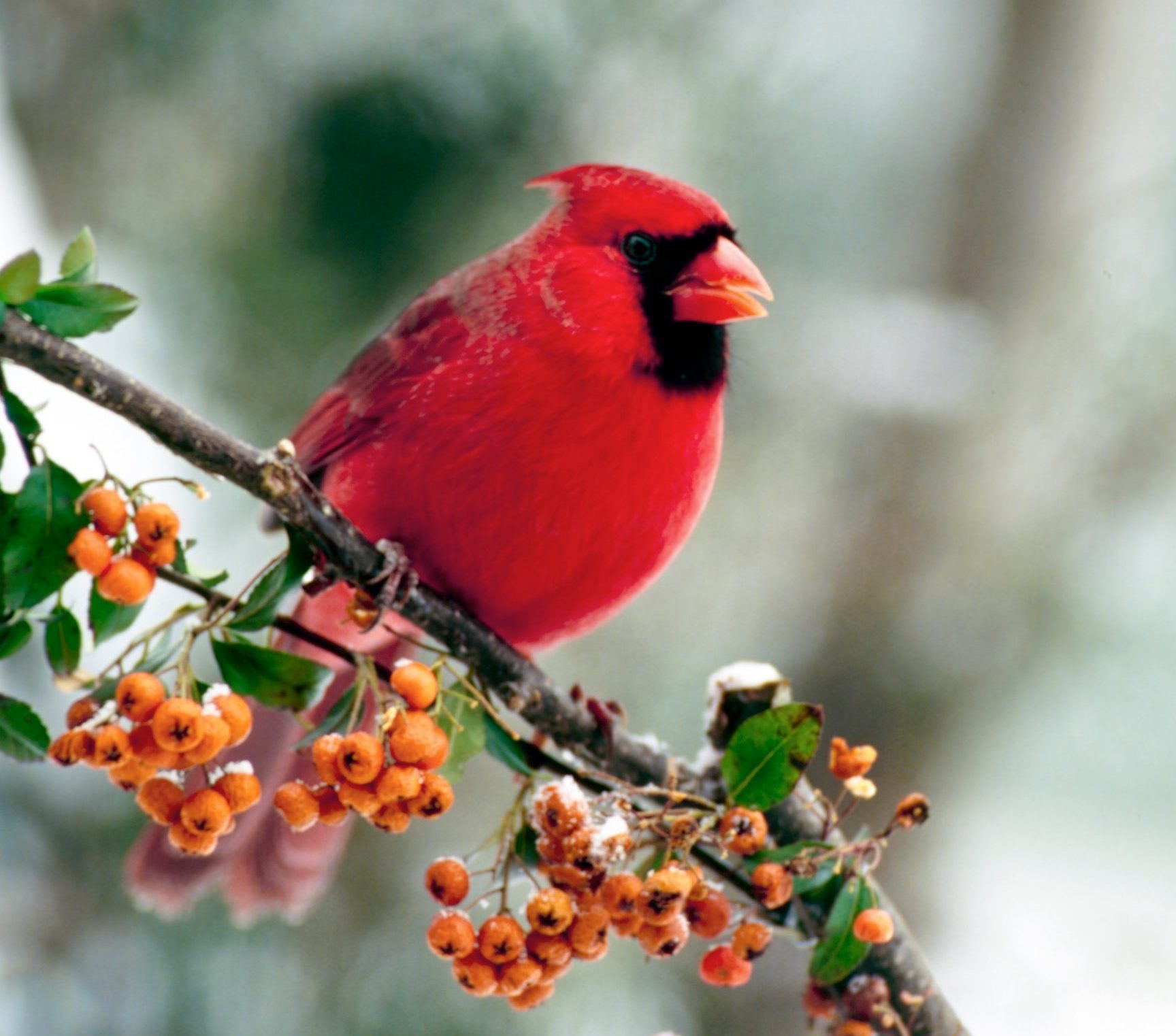 Top 13 Trees and Shrubs With Berries for Birds