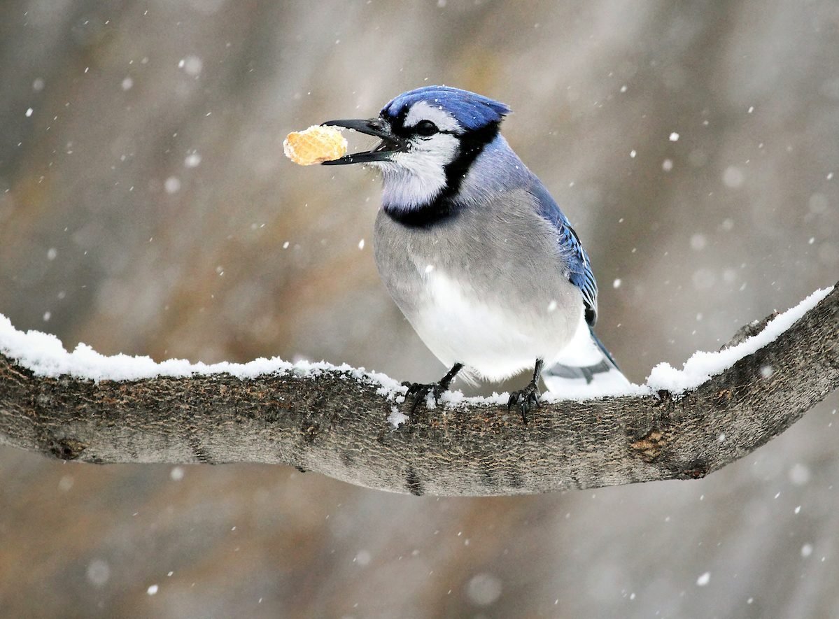 What Foods Do Blue Jays Eat?